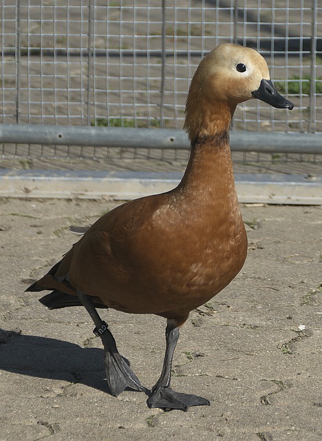 都平方寸间