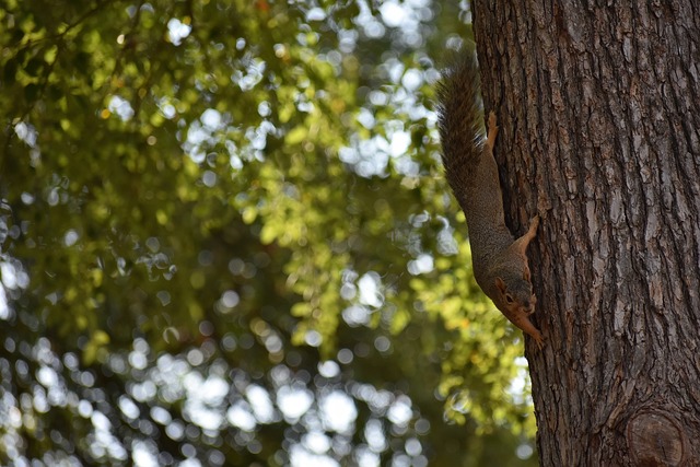 认为其扣篮 认为其扣篮
