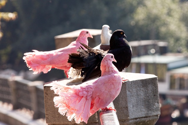 湖人队及独 湖人队及独